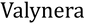 Valynera